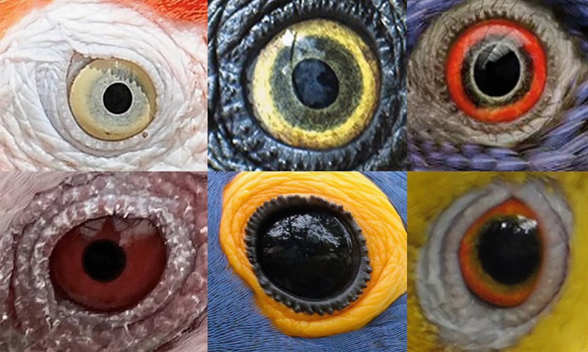 Nervous_System.pptx poultry physiology.. | PPTX, image size:1200x718