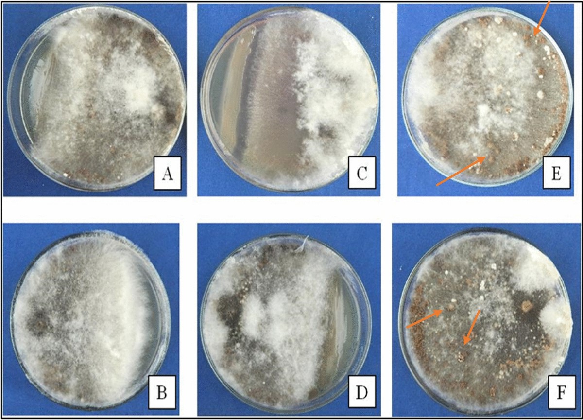 Antagonistic potential and biological control mechanisms of Pseudomonas  strains against banded leaf and sheath blight disease of maize | Scientific  Reports
