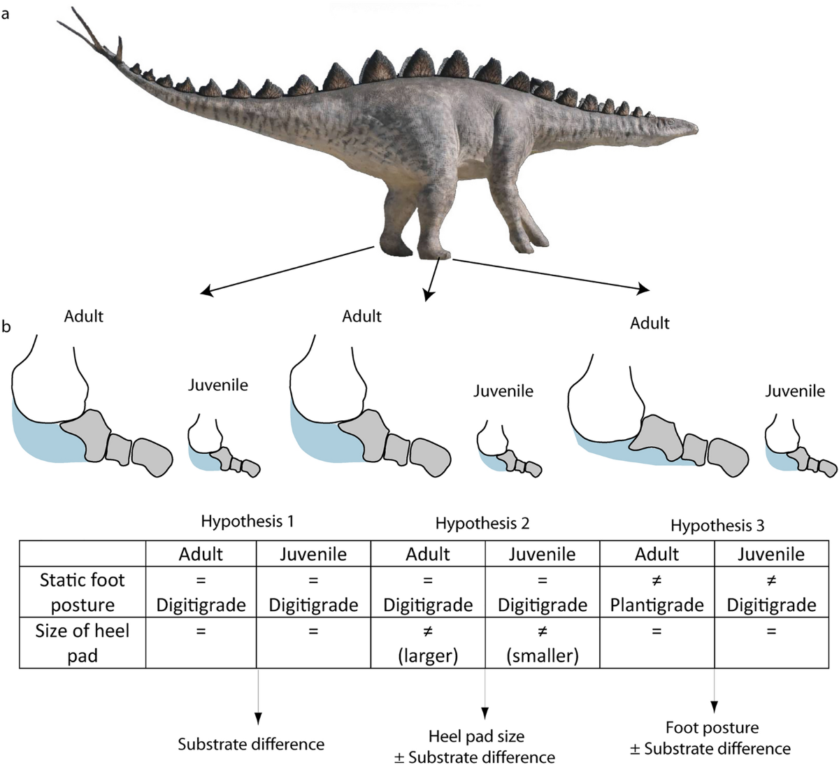 The complexity of tracking stegosaurs and their gregarious behavior |  Scientific Reports