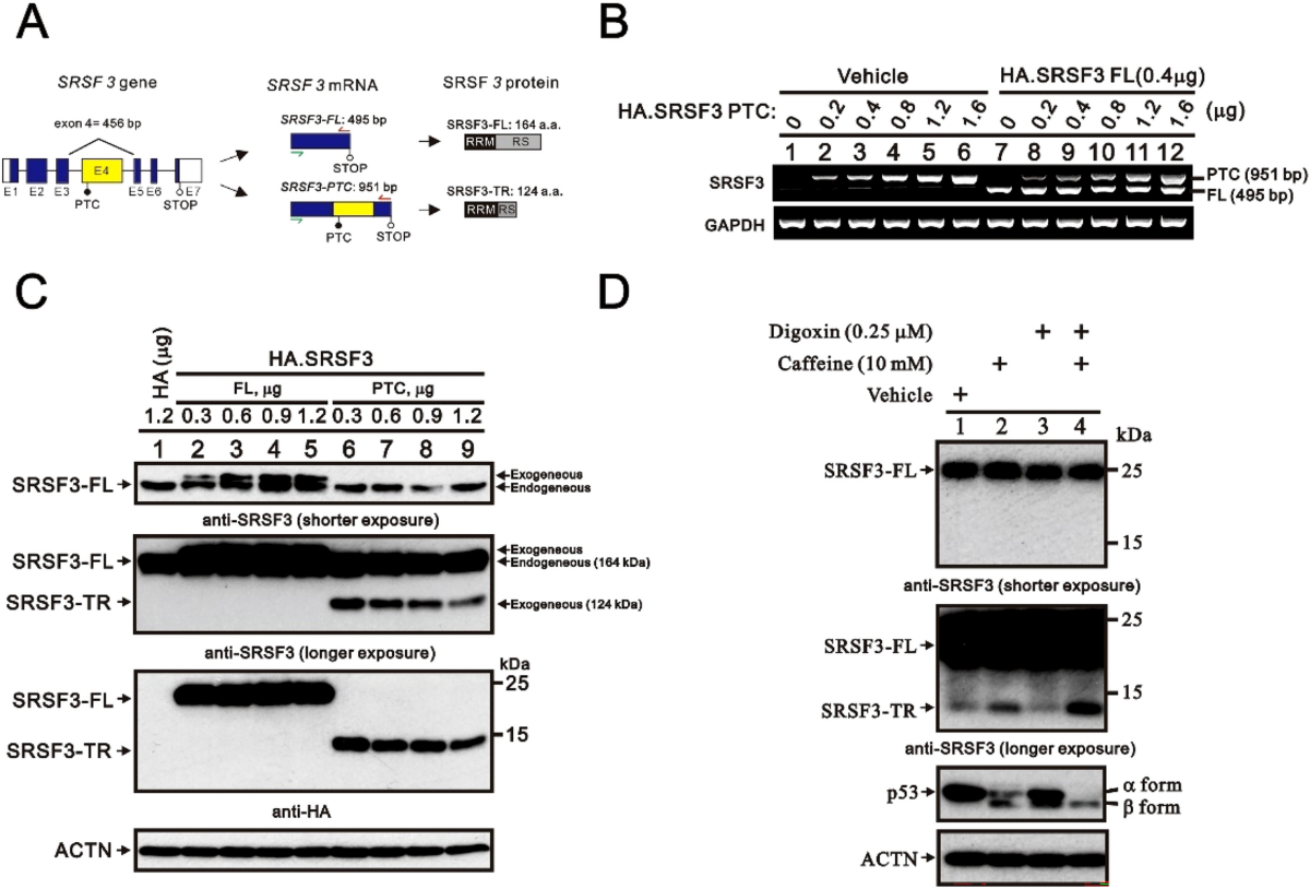 factors-affecting-the-expression-and-stability-of-full-length-and-truncated-srsf3-proteins-in-human-cancer-cells-scientific-reports