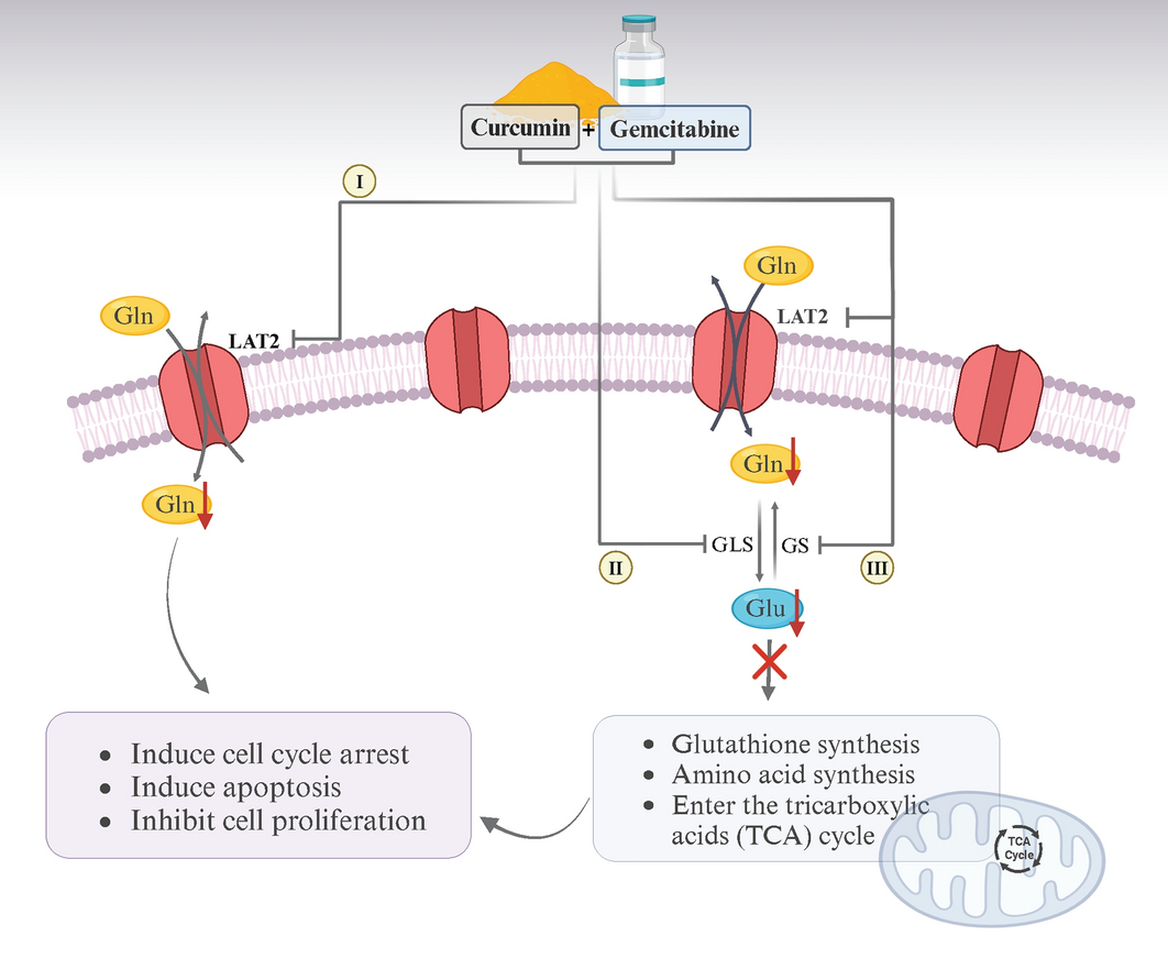 curcumin and glutathione CAPE (caffeic acid phenethyl ester), CUR (curcumin), GSH (glutathione main image 0