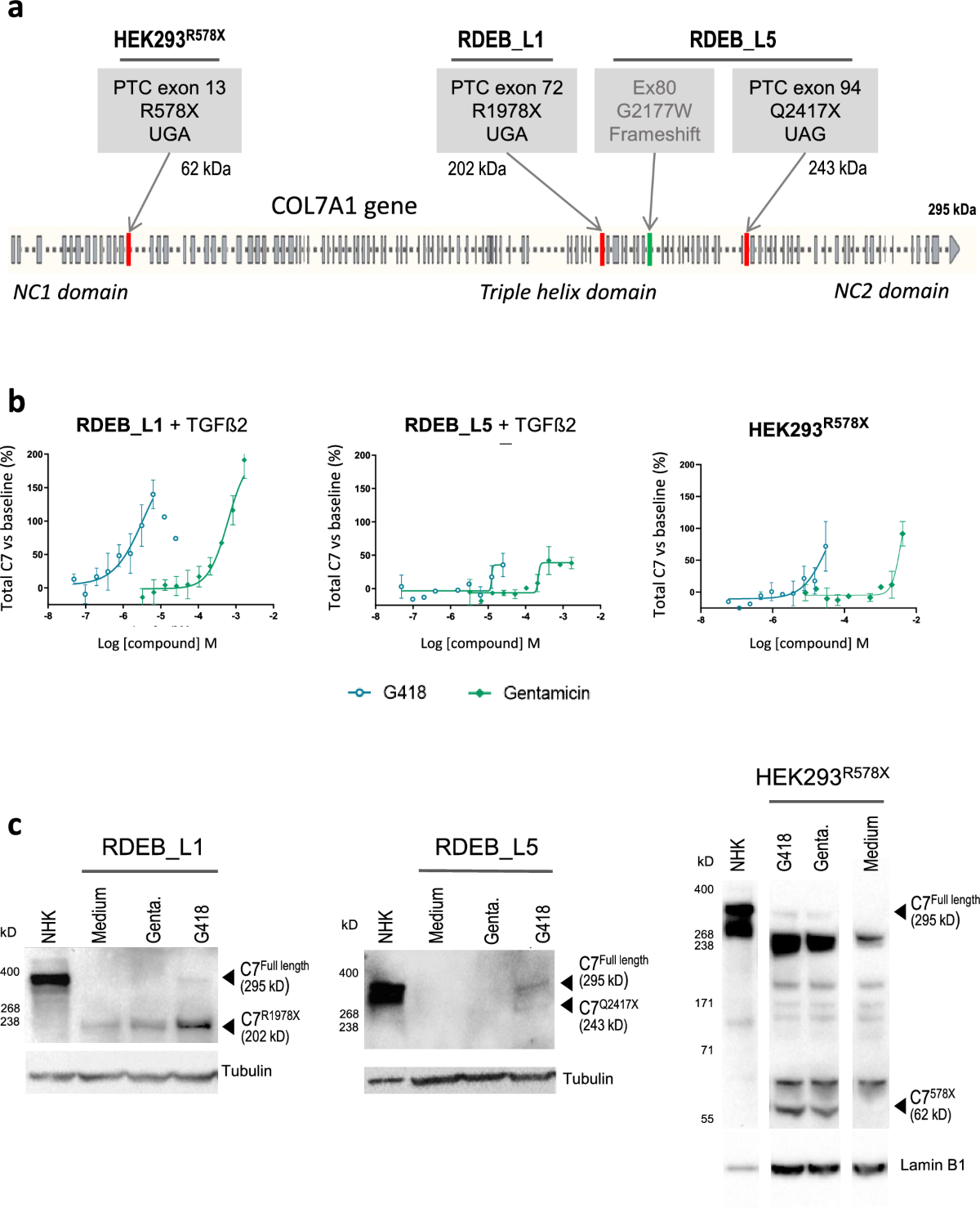 Identification of novel small molecule-based strategies of COL7A1  upregulation and readthrough activity for the treatment of recessive  dystrophic epidermolysis bullosa | Scientific Reports