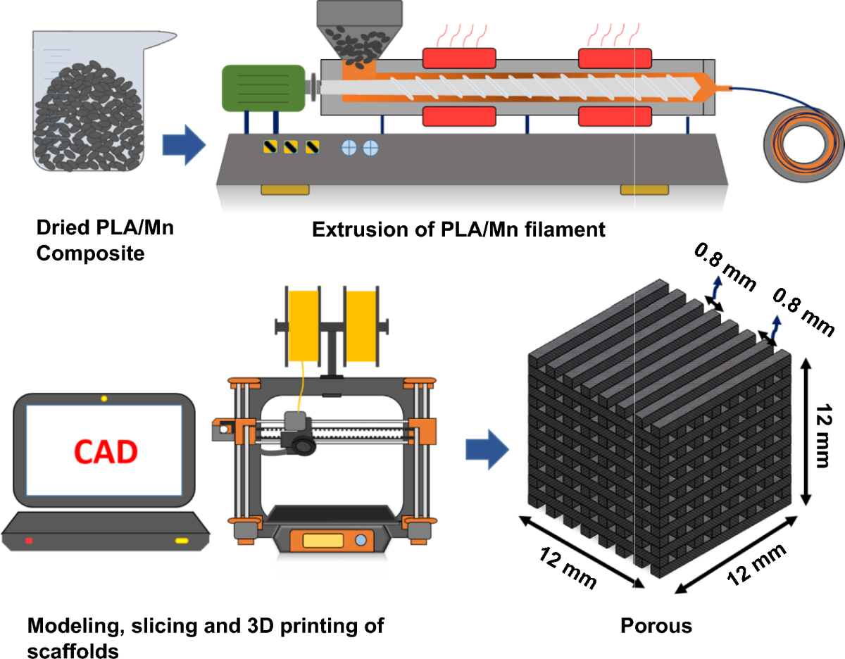 Fabrication, characterization and evaluating properties of 3D printed  PLA-Mn scaffolds | Scientific Reports