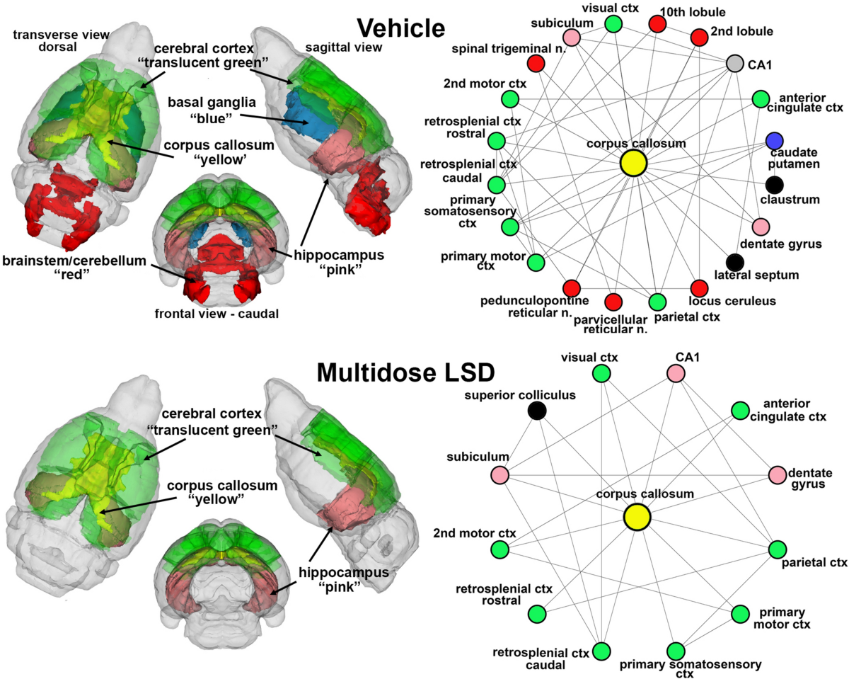 lsm.jpg4.us | imagesize: lsd-017" Developmental changes in brain structure and function following exposure to  oral LSD during adolescence | Scientific Reports