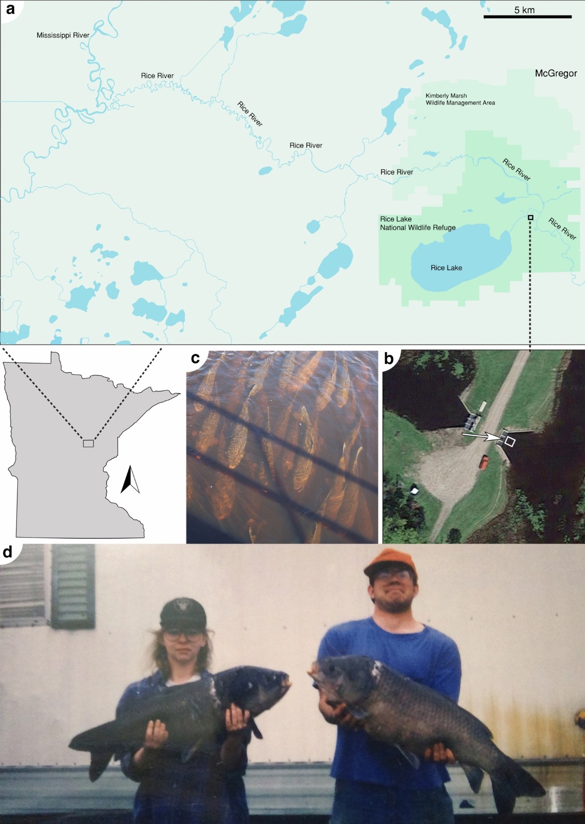 Analysis of bigmouth buffalo Ictiobus cyprinellus spawning phenology in  Minnesota reveals 50-year recruitment failure and conservation concern |  Scientific Reports