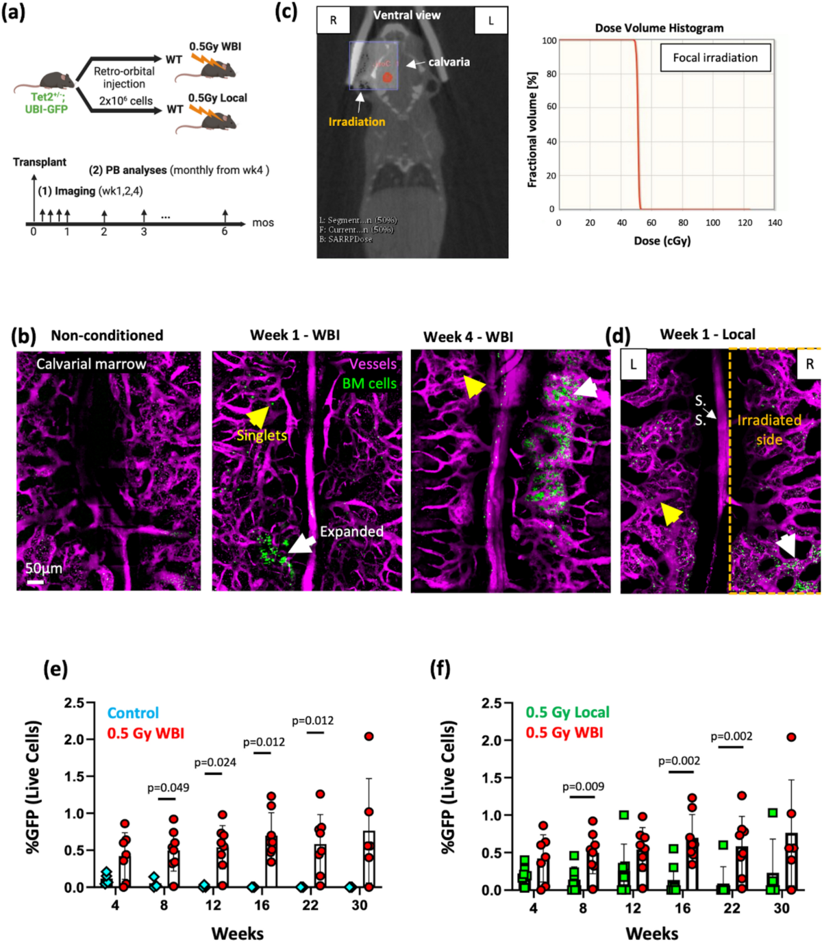 Ultralow-dose irradiation enables engraftment and intravital tracking of disease initiating niches in clonal hematopoiesis | Scientific Reports ultralow-dose-irradiation-enables-engraftment-and-intravital-tracking-of-disease-initiating-niches-in-clonal-hematopoiesis-scientific-reports