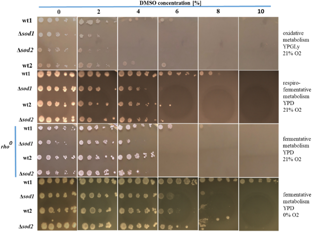 dmso and glutathione The effect of DMSO on Saccharomyces cerevisiae yeast with different energy  metabolism and antioxidant status