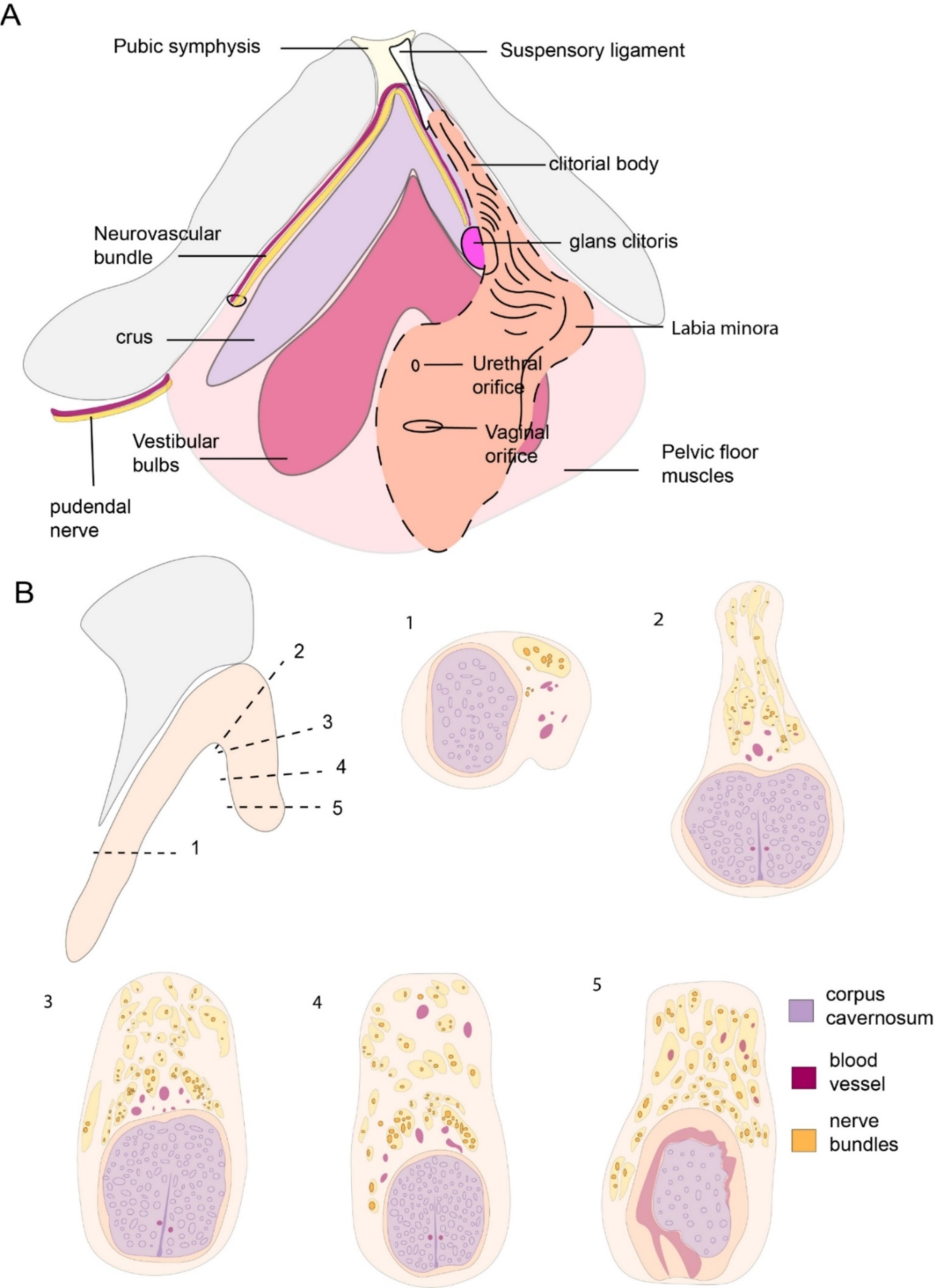 child examination clitoris Ambiguous Genitalia - YouTube