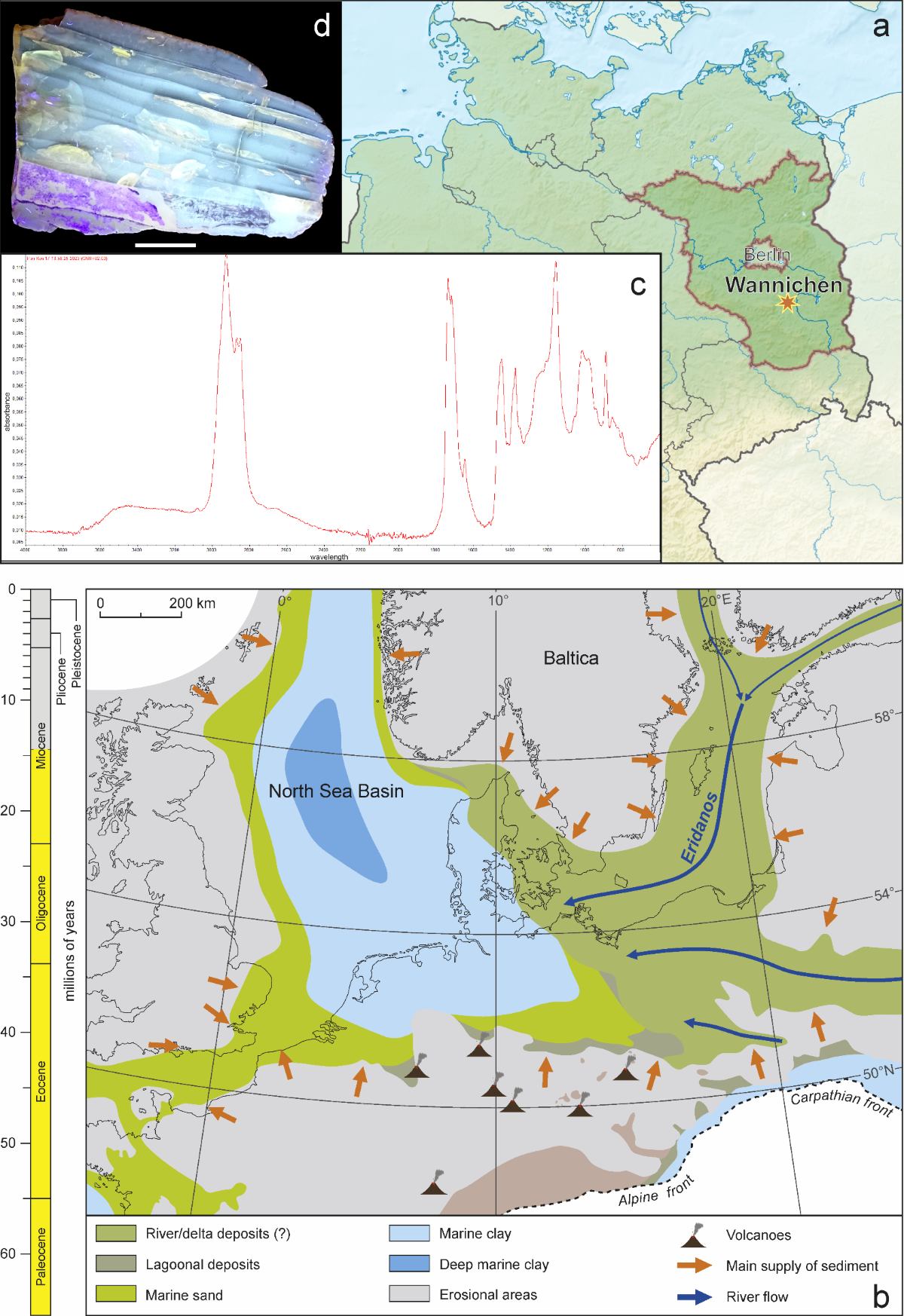 The discovery of a fossil whitefly from Lower Lusatia (Germany) presents a  challenge to current ideas about Baltic amber | Scientific Reports