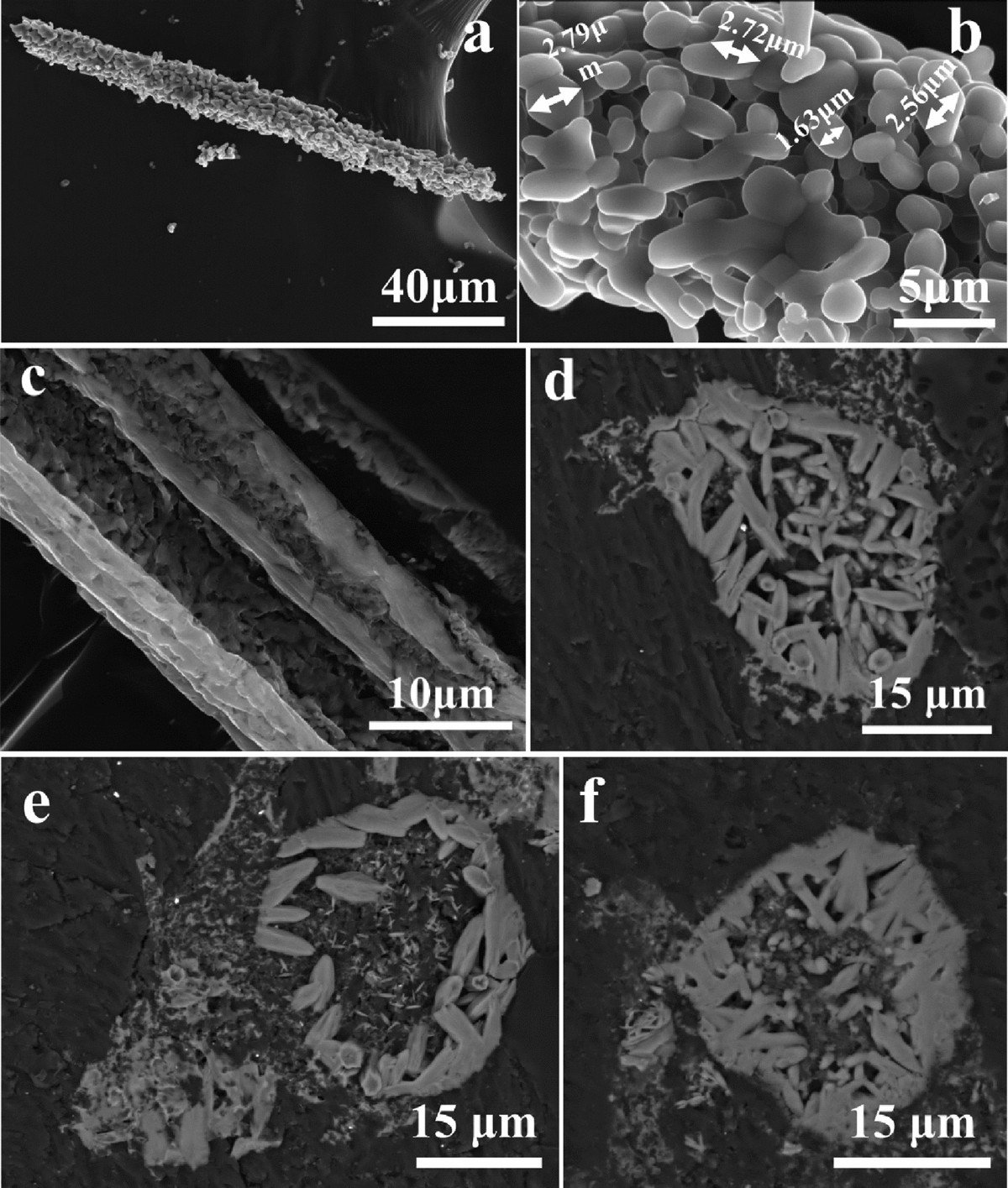 Showing off again. A tiny piece of Kangaroo Island coast. Why I love rocks!, image size:1200x1415