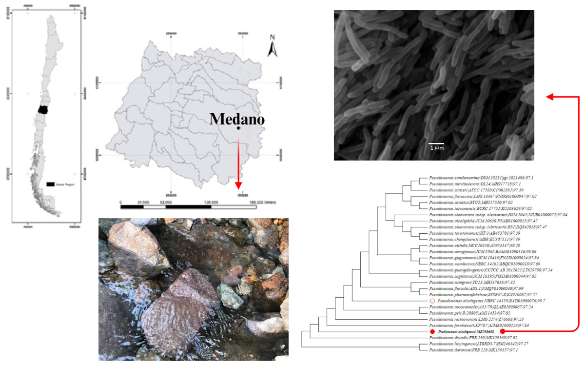 Unveiling a novel exopolysaccharide produced by Pseudomonas alcaligenes  Med1 isolated from a Chilean hot spring as biotechnological additive