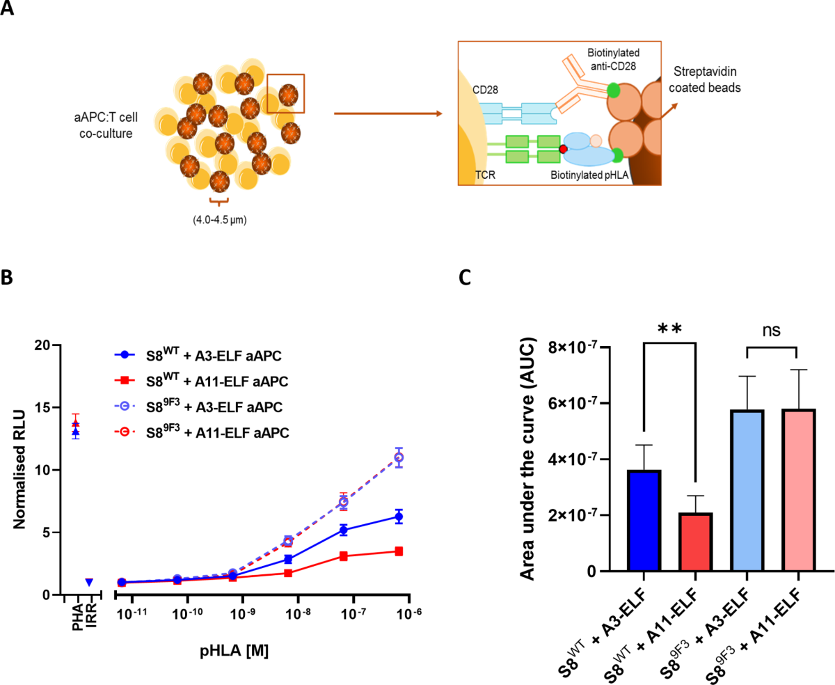 Broadening alloselectivity of T cell receptors by structure guided  engineering | Scientific Reports