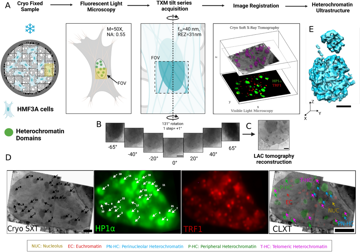 Correlative light and soft X-ray tomography of in situ mesoscale  heterochromatin structure in intact cells | Scientific Reports