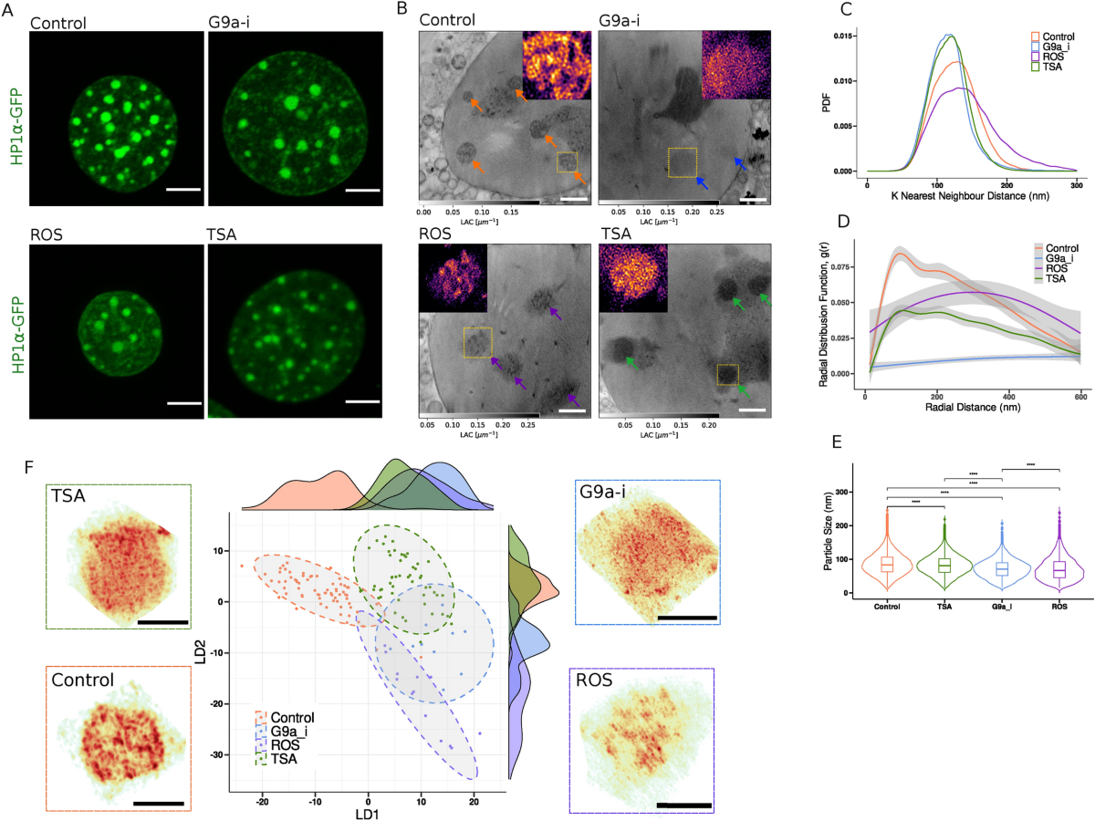 Correlative light and soft X-ray tomography of in situ mesoscale  heterochromatin structure in intact cells | Scientific Reports