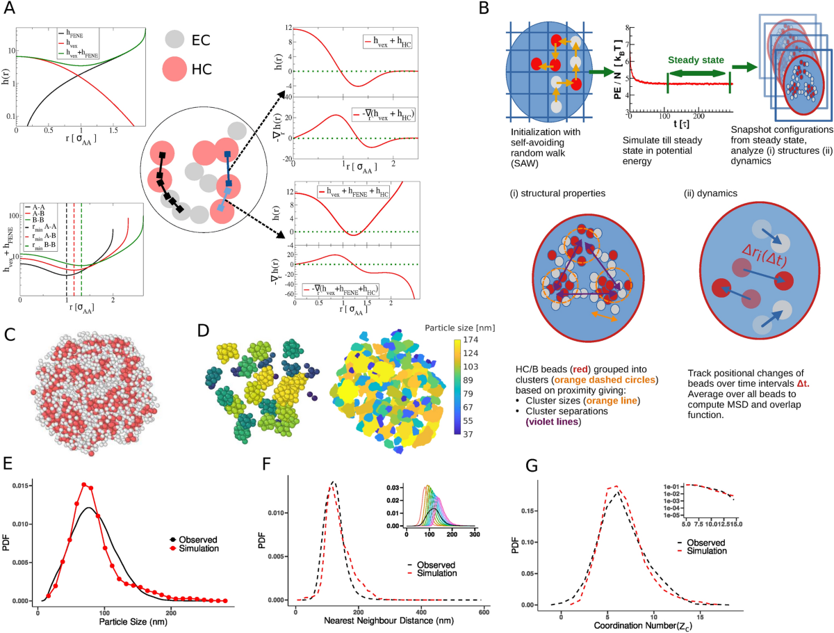 Correlative light and soft X-ray tomography of in situ mesoscale  heterochromatin structure in intact cells | Scientific Reports