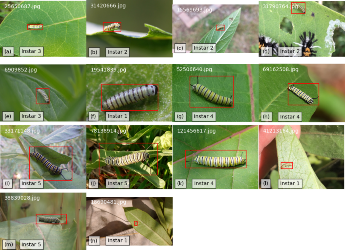 Monarch butterfly | Life Cycle, Caterpillar, Migration, Endangered, \u0026 Facts  | Britannica, image size:1200x870