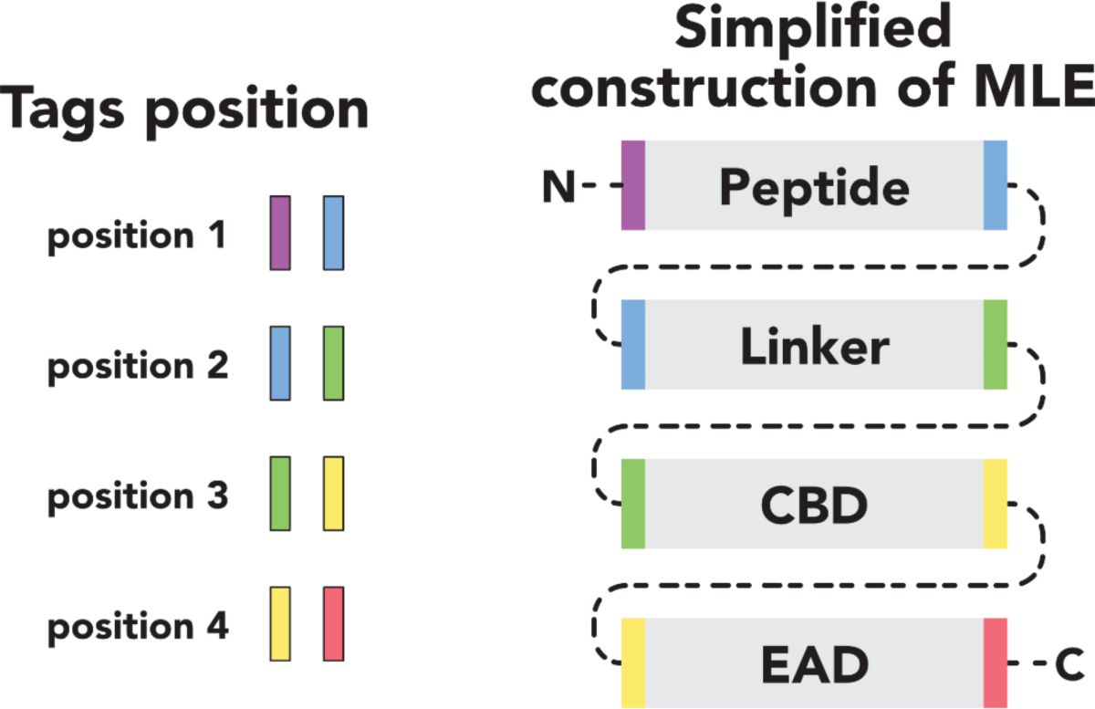 Deep eutectic solvent enhances antibacterial activity of a modular lytic  enzyme against Acinetobacter baumannii | Scientific Reports