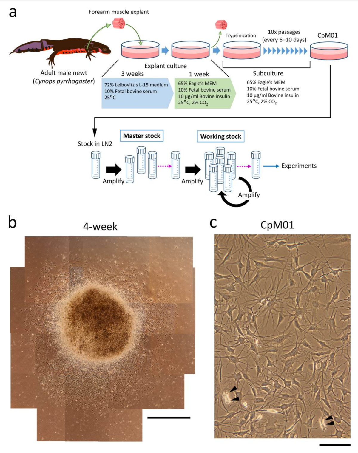 An adult myogenic cell line of the Japanese fire-bellied newt Cynops  pyrrhogaster | Scientific Reports