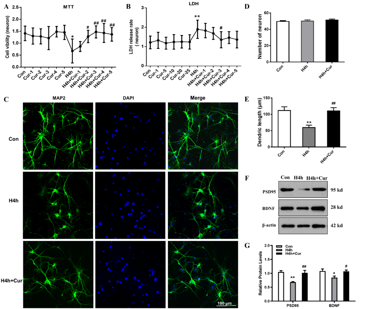 curcumin brain BDNF neuron growth cognitive decline