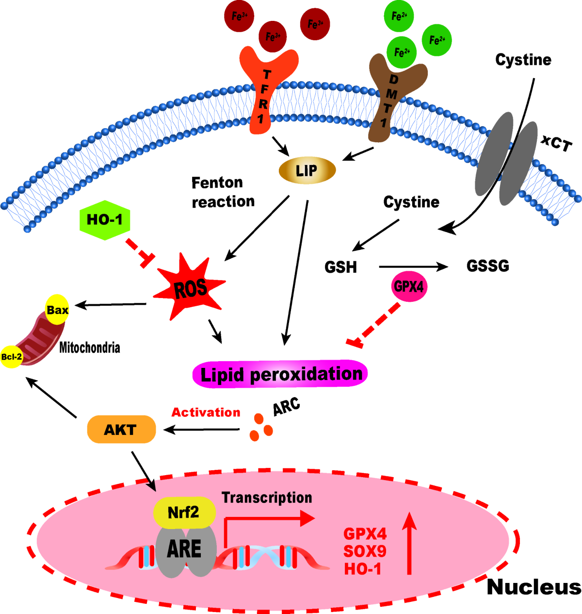 Arctiin alleviates knee osteoarthritis by suppressing chondrocyte oxidative  stress induced by accumulated iron via AKT/NRF2/HO-1 signaling pathway |  Scientific Reports