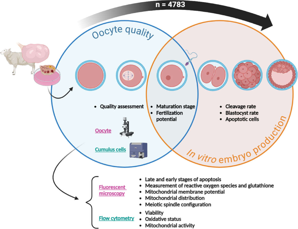 can glutathione cause delay menstruation Heat stress affects the functionality of the ovine cumulus-oocyte complex  and subsequent in vitro embryo production