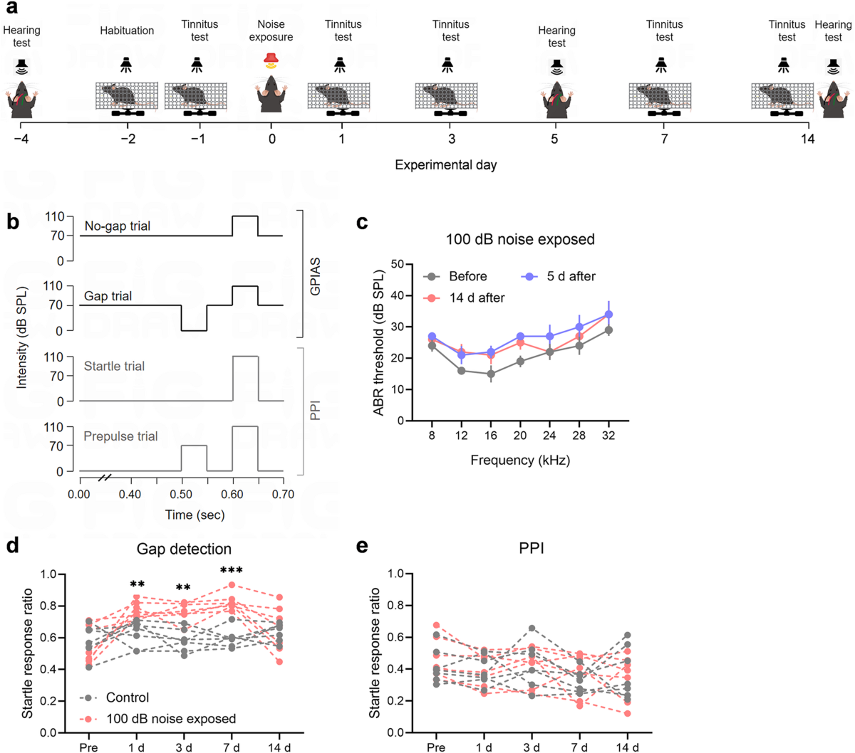 Nrf2 deficiency enhances oxidative stress and promotes susceptibility to  tinnitus in mice