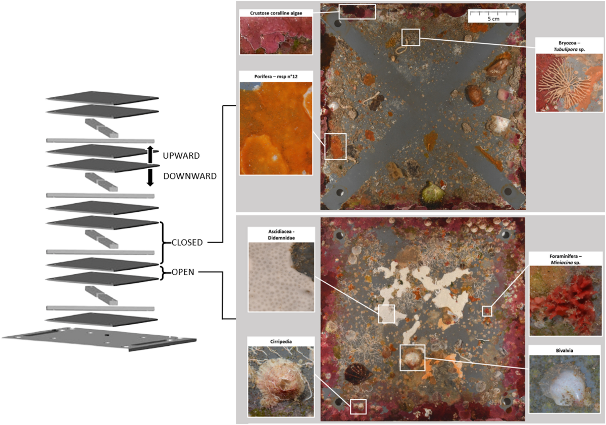 Seasonal colonisation and ecological succession shape coral reef sessile  cryptobenthic communities in Autonomous Reef Monitoring Structures |  Scientific Reports