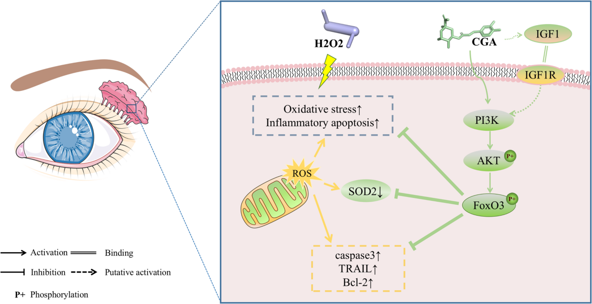 Chlorogenic acid attenuates oxidative damage in rat lacrimal gland  epithelial cells via PI3K/AKT/FoxO3 signaling: network pharmacology and  experimental evidence | Scientific Reports