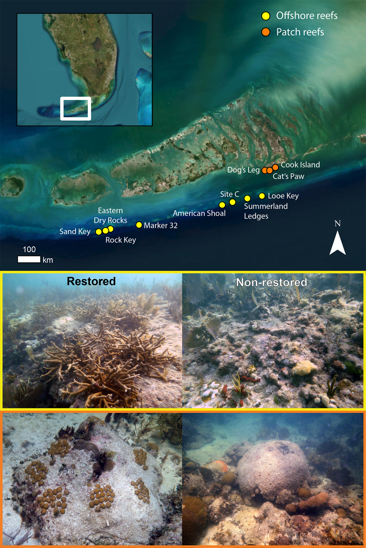 Coral restoration can drive rapid increases in reef accretion 