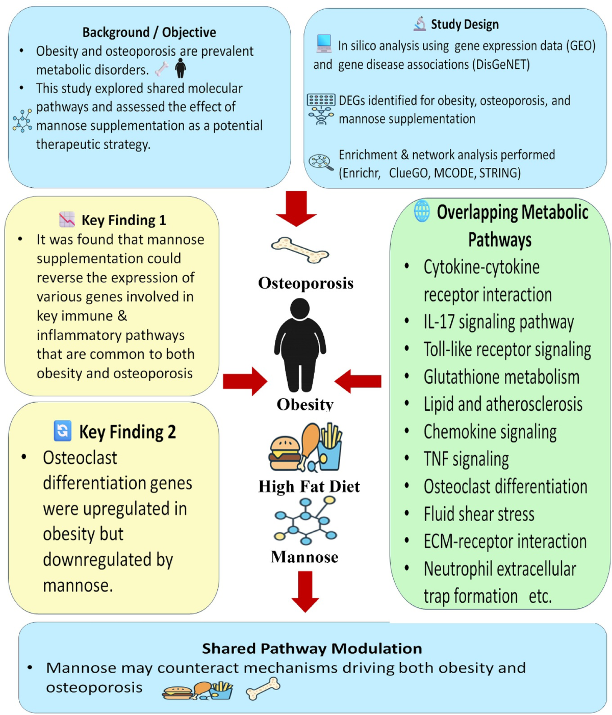 glutathione and obesity Exploring molecular links between obesity and osteoporosis: insights from  in-silico analysis and mannose supplementation