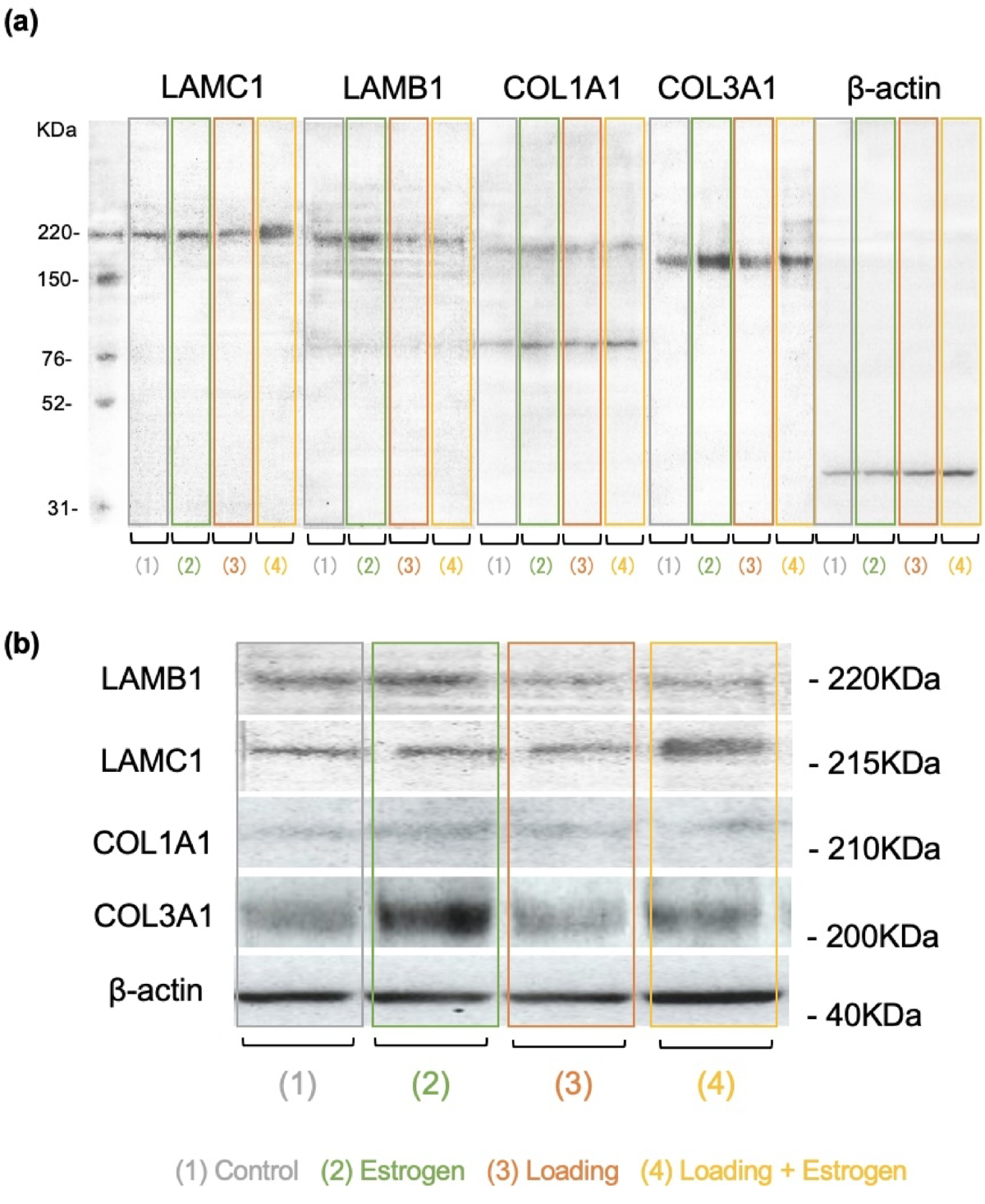 Effects of estrogen and mechanical loading on cultured cells derived from mandibular condylar cartilage | Scientific Reports Effects of estrogen and mechanical loading on cultured cells derived from mandibular condylar cartilage | Scientific Reports