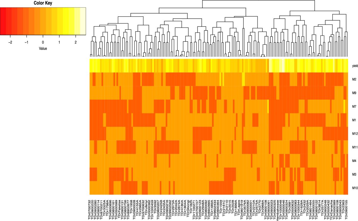 Genome wide association studies in yam reveal the challenge of high  heterozygosity | Scientific Reports