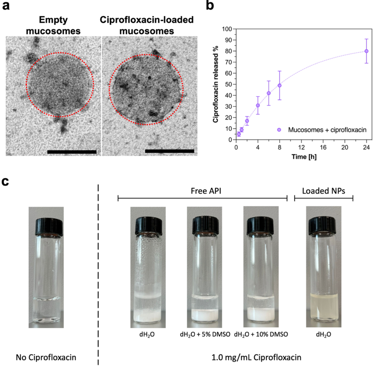 Mucosomes as next-generation drug carriers for treating mucus-resident  bacterial infections and biofilms | Scientific Reports, image size:1200x1174