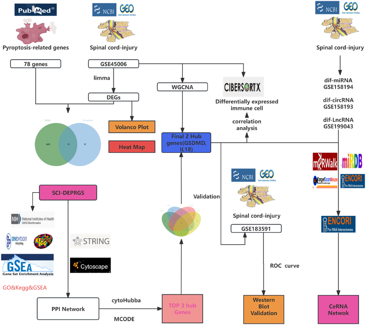 Identifying pyroptosis- and inflammation-related genes in spinal cord  injury based on bioinformatics analysis | Scientific Reports