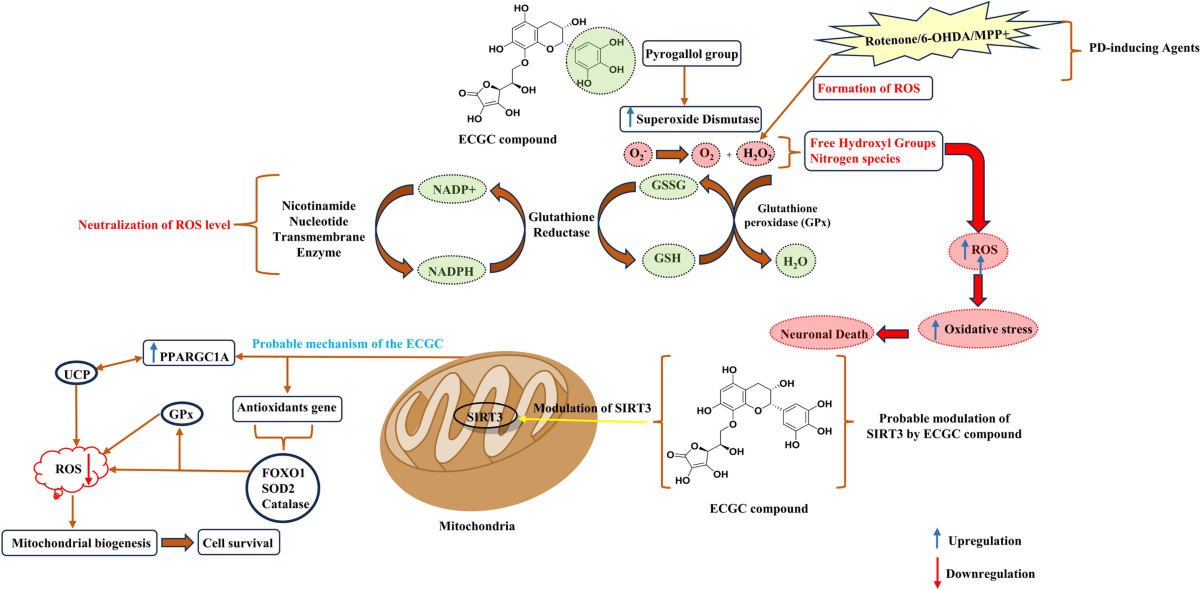 ecgc glutathione System biology-based assessment of the molecular mechanism of  epigallocatechin gallate in Parkinson's disease: via network pharmacology,  in-silico evaluation & in-vitro studies