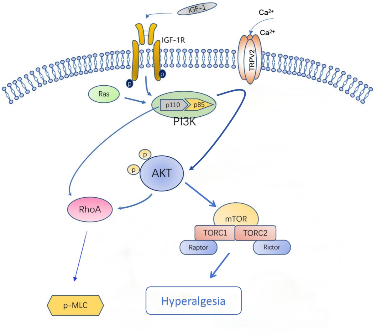 igf-1 lr3 promotes muscle hyperplasia IGF-1R promotes pain-like behavior in rats with myofascial pain syndrome  via the PI3K/AKT pathway