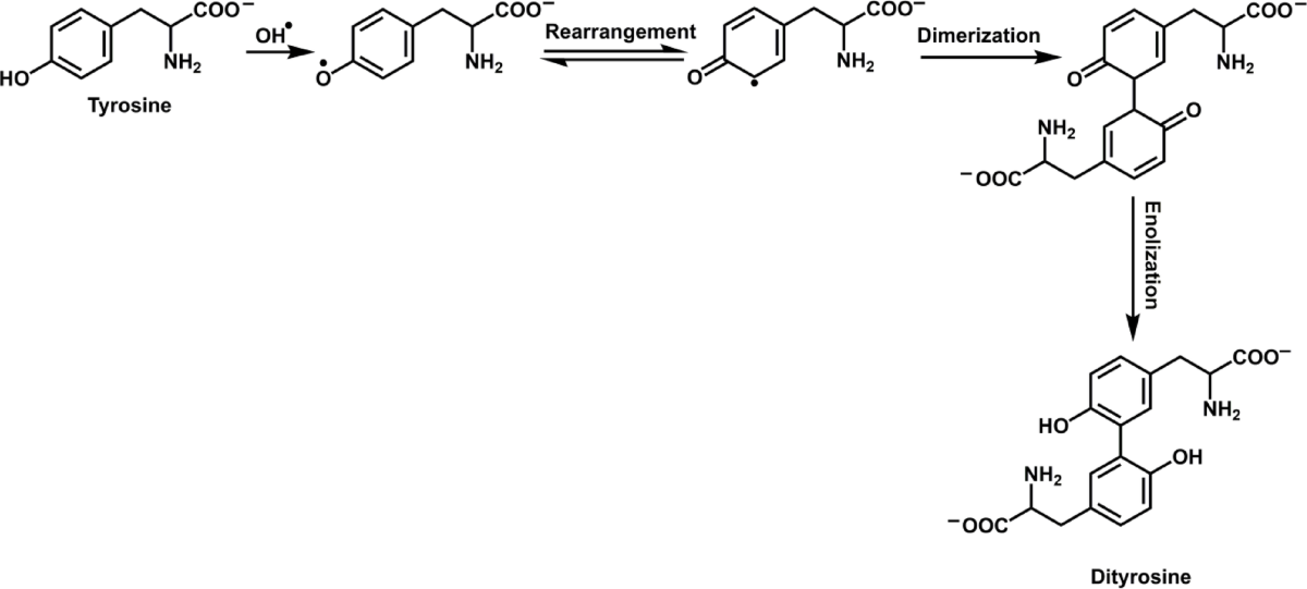 Photocatalytic oxidation of tyrosine using colloidal CdS particles under visible light irradiation