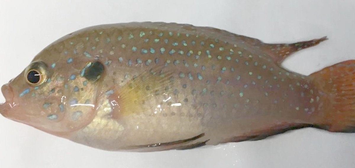 Cichlid Disease Resistant Strains: Top Hardy Varieties for Healthy Tanks