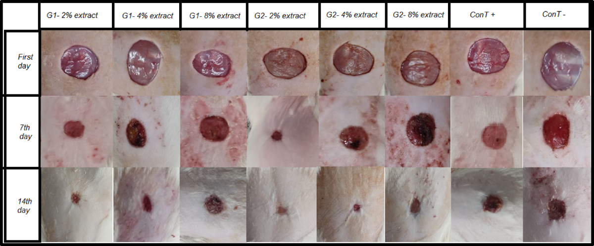 glutathione for wound healing Accelerated wound healing through tannin-rich Jaft extract,  concentration-dependent efficacy and mechanistic insights from Quercus  brantii ointment formulations