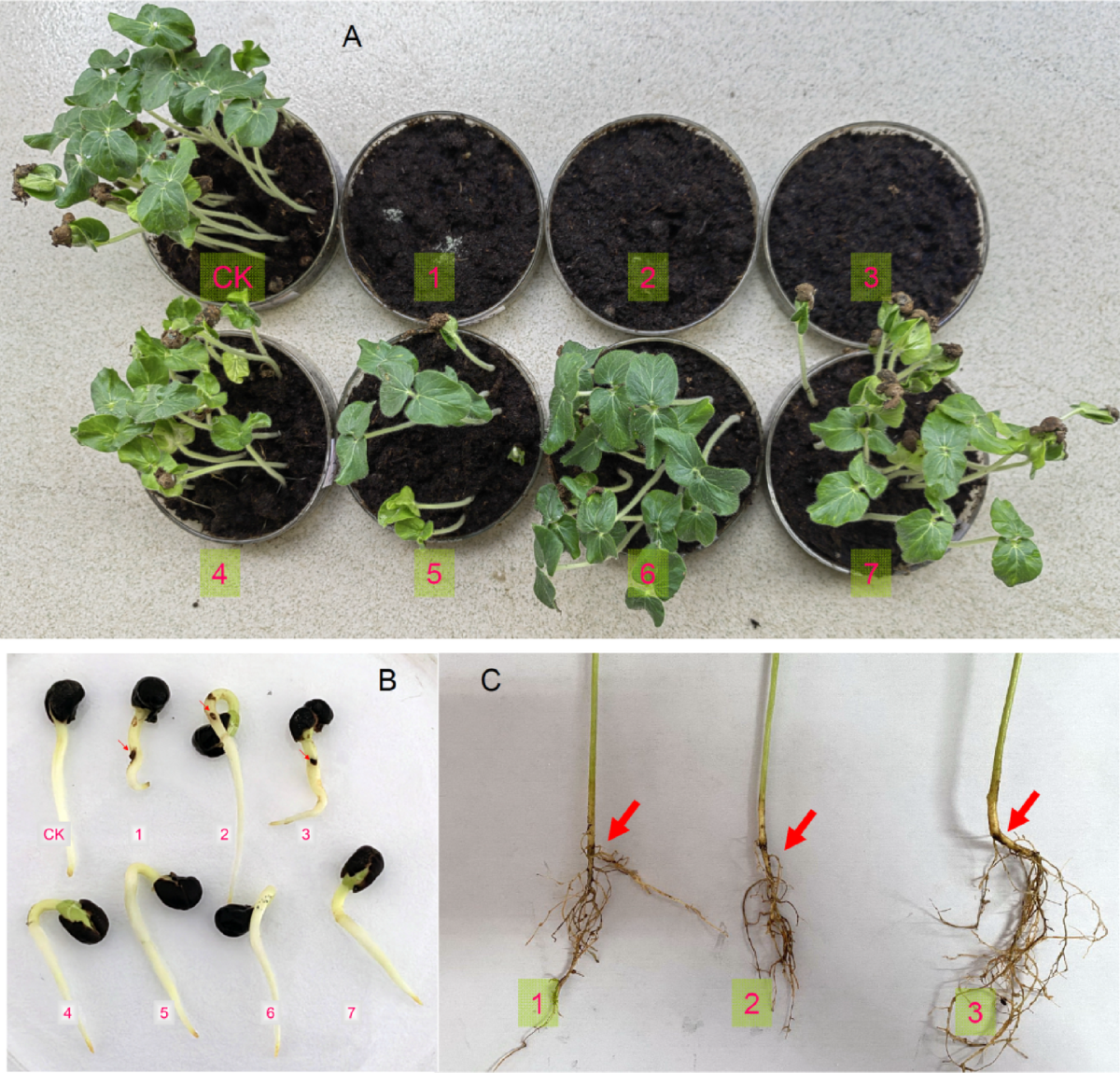 Rhizoctonia solani causes okra (Abelmoschus esculentus) seedling  damping-off in South China with biological characterization and fungicide  sensitivity profiling | Scientific Reports