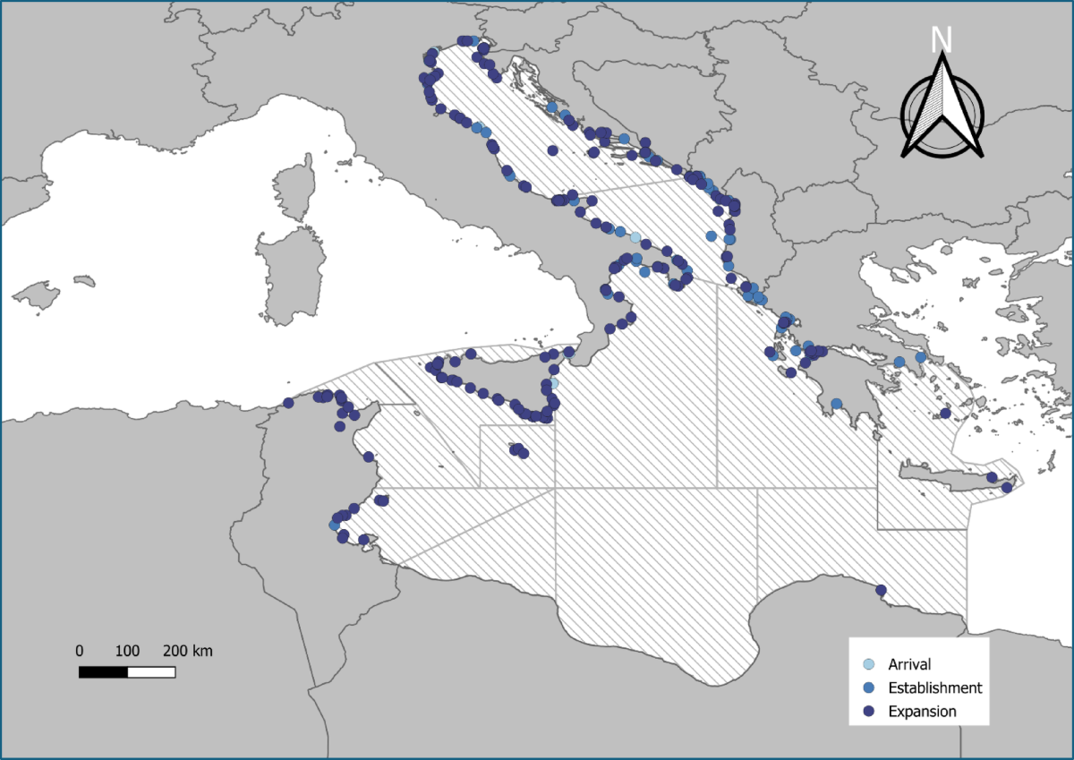 Investigating invasion patterns of Callinectes sapidus and the relation  with research effort and climate change in the Mediterranean Sea |  Scientific Reports