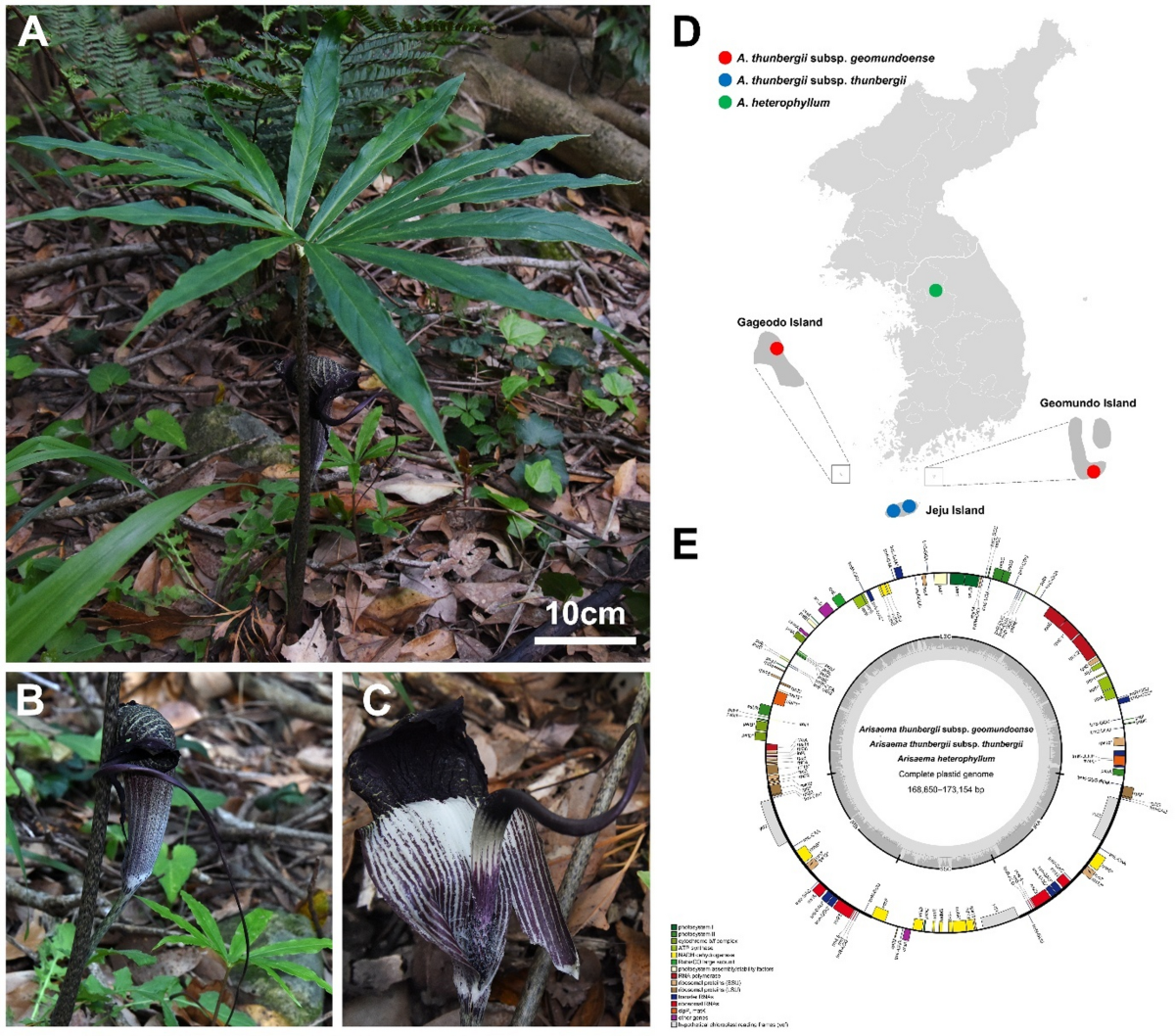 Plastome phylogenomics of the Korean endemic plant Arisaema thunbergii  subsp. geomundoense (Araceae) | Scientific Reports