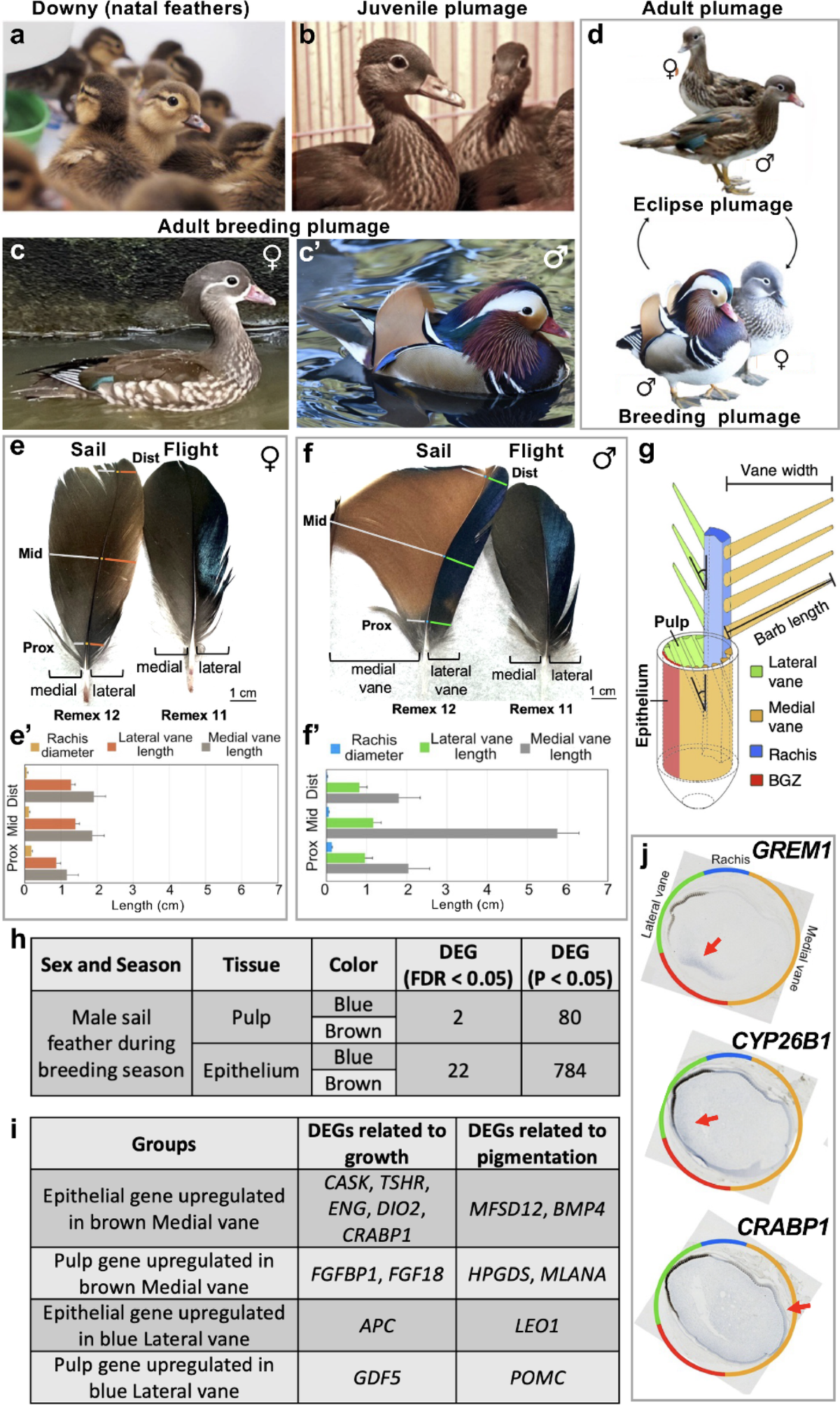 Sexually dimorphic sail feathers in the Mandarin duck as a model for  lifelong developmental modulation | Scientific Reports