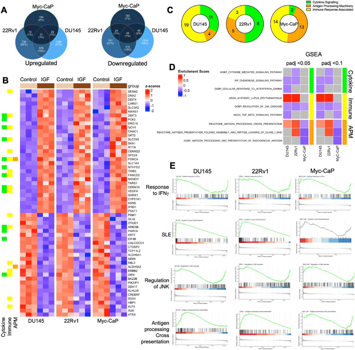 IGF-1 regulates cancer cell immune evasion in prostate cancer