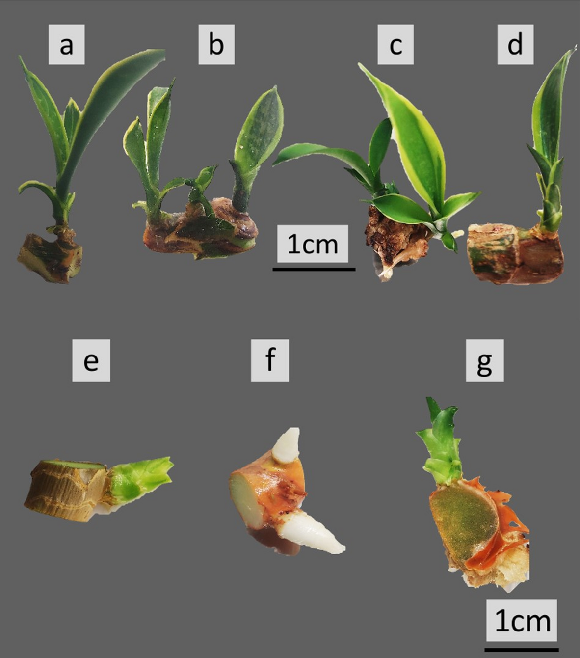succulent painting Succulent Plant Pot main image 0