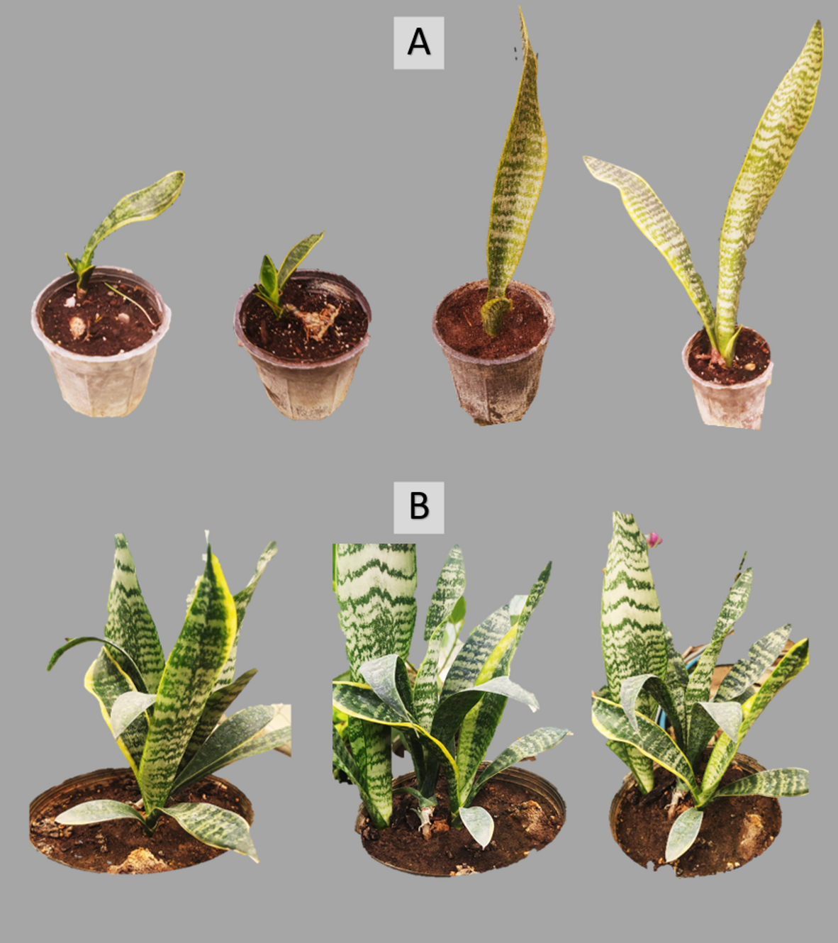 Innovative in vitro shoot regeneration in variegated snake plant ( Sansevieria trifasciata cv. Laurentii) through utilization of light exposed  single-node rhizome tissue | Scientific Reports