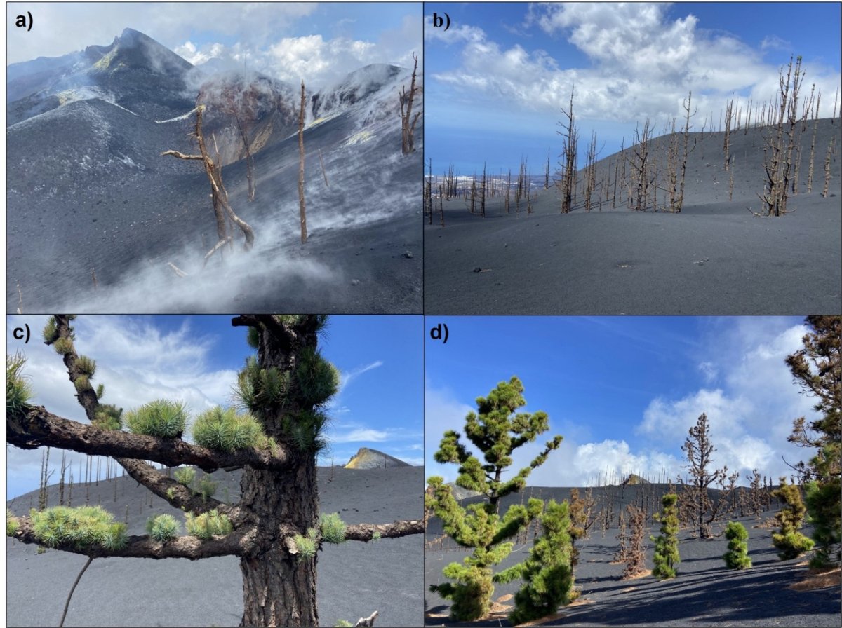 Ecological resilience and biodiversity dynamics of an Island forest  following a volcanic eruption | Scientific Reports, image size:1200x896