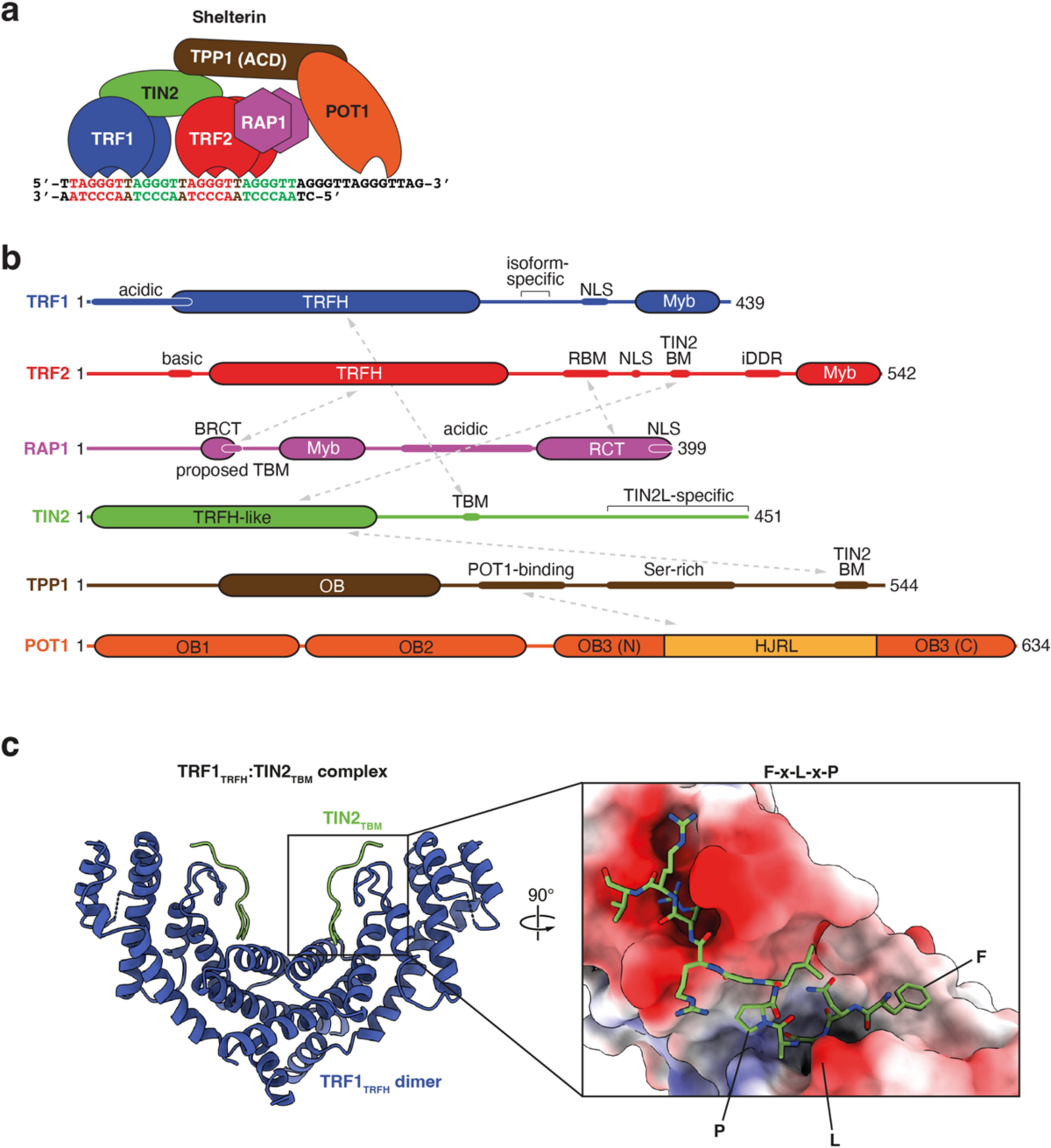 Discovery of first-in-class inhibitors of the TRF1:TIN2 protein:protein  interaction by fragment screening