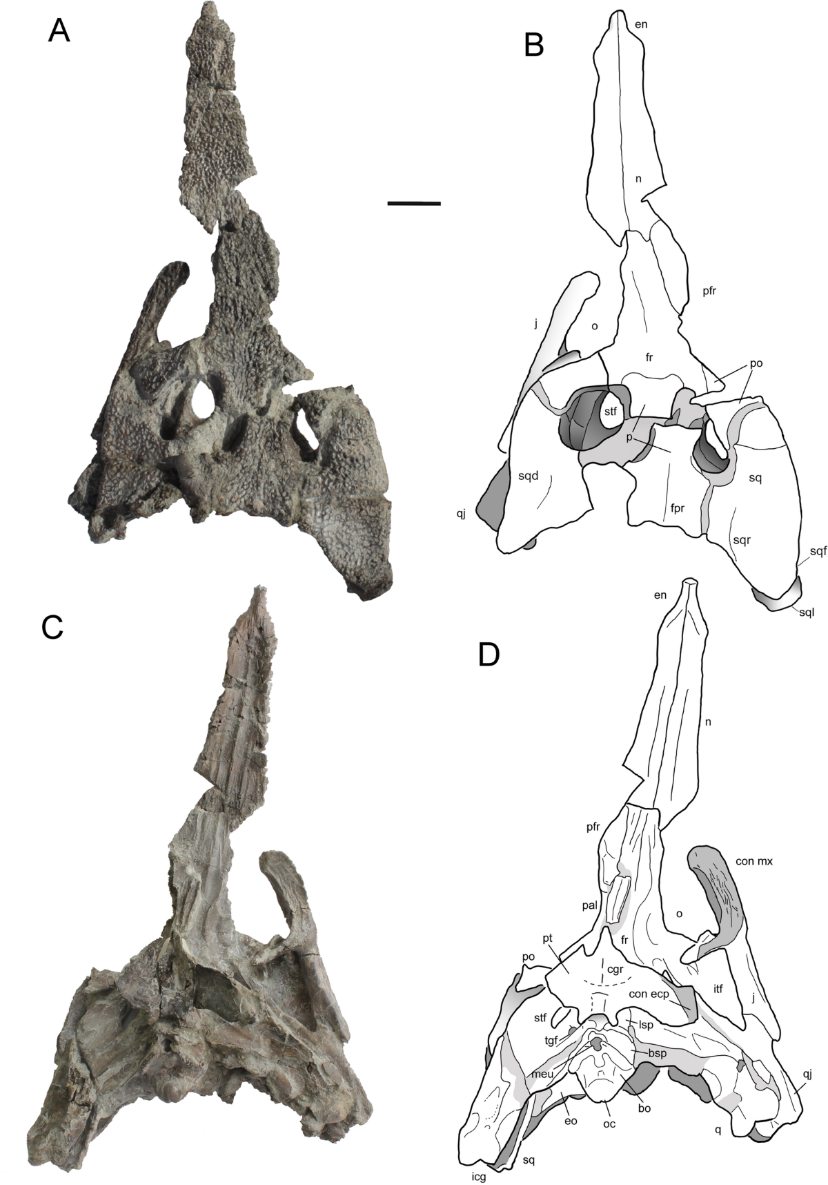 1995 (READ FOSSIL LIBRARY) AG AND AM SERIES An Anthology of Fossils – DK main image 3