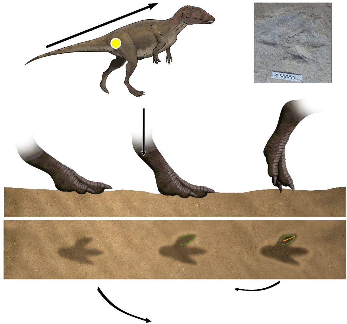 The Ichnology of Jurassic Park | Life Traces of the Georgia Coast, image size:1200x1122